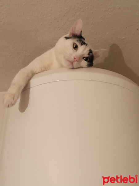 Tekir Kedi, Kedi  Zeytin fotoğrafı