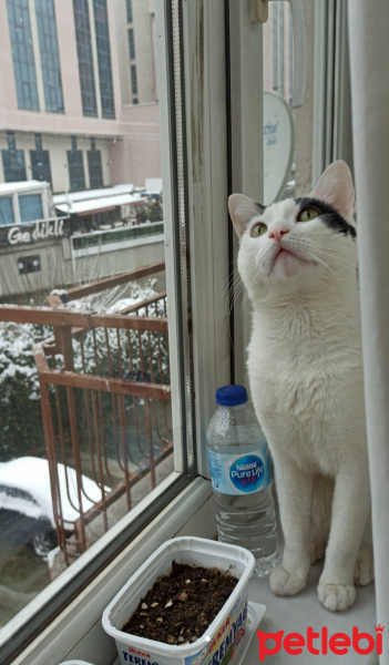 Tekir Kedi, Kedi  Zeytin fotoğrafı