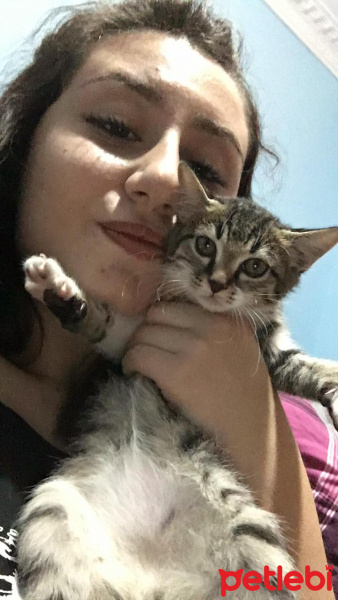 Tekir Kedi, Kedi  Berke fotoğrafı