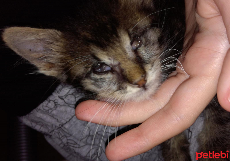 Tekir Kedi, Kedi  Patso fotoğrafı