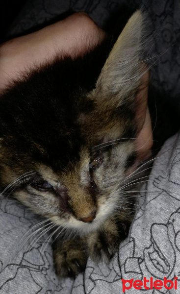 Tekir Kedi, Kedi  Patso fotoğrafı