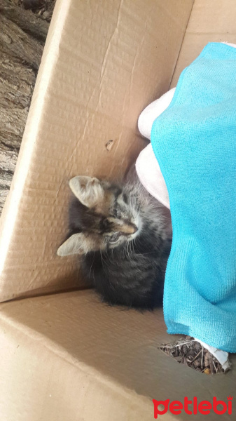 Tekir Kedi, Kedi  Patso fotoğrafı