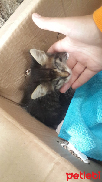 Tekir Kedi, Kedi  Patso fotoğrafı