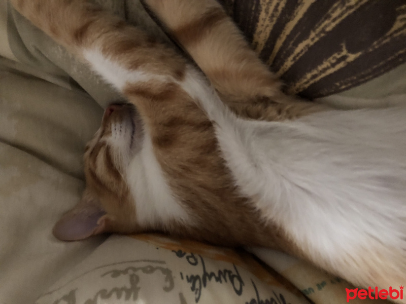 Tekir Kedi, Kedi  Burak fotoğrafı