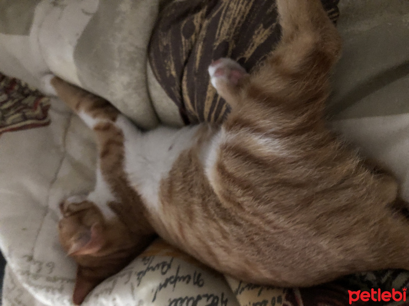 Tekir Kedi, Kedi  Burak fotoğrafı
