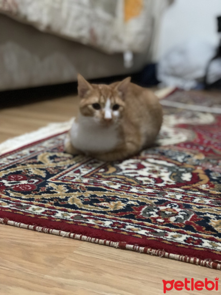 Tekir Kedi, Kedi  Burak fotoğrafı