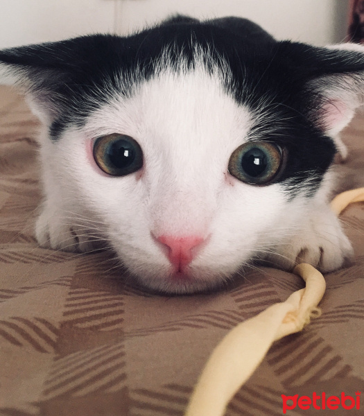 Tekir Kedi, Kedi  Haşmet fotoğrafı