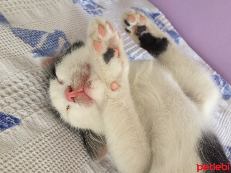 Tekir Kedi, Kedi  Haşmet fotoğrafı