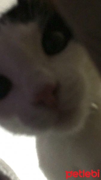 Tekir Kedi, Kedi  Haşmet fotoğrafı