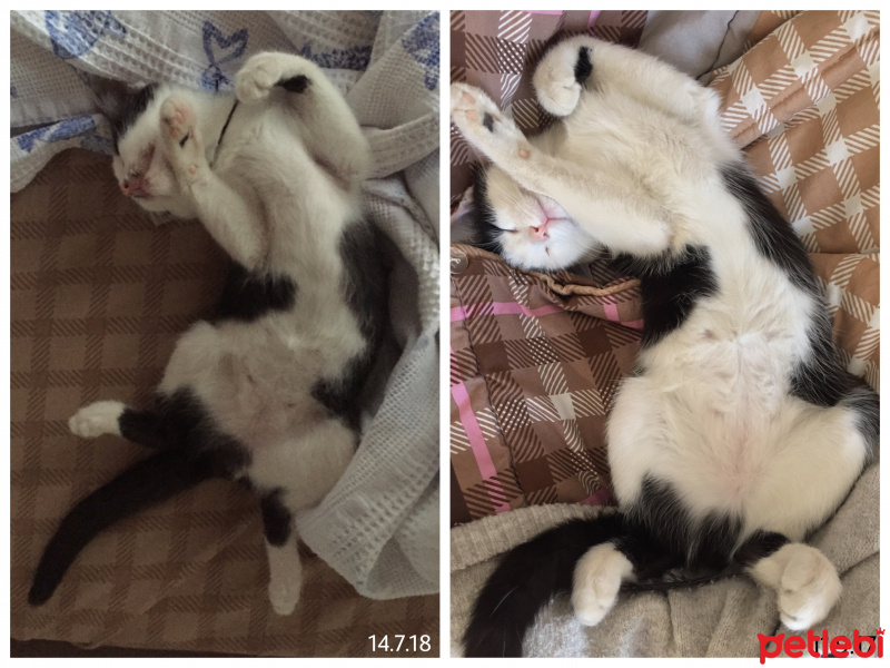 Tekir Kedi, Kedi  Haşmet fotoğrafı