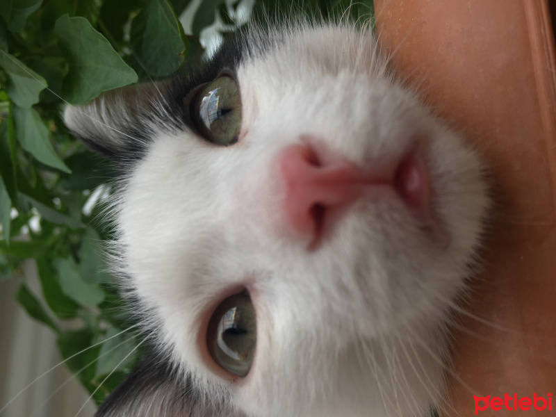 Tekir Kedi, Kedi  Haşmet fotoğrafı