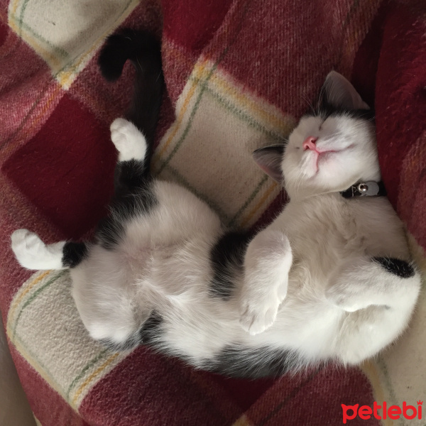 Tekir Kedi, Kedi  Haşmet fotoğrafı