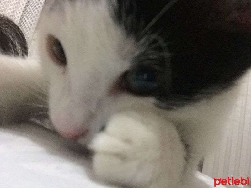 Tekir Kedi, Kedi  Haşmet fotoğrafı