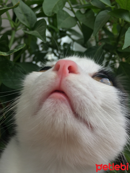 Tekir Kedi, Kedi  Haşmet fotoğrafı