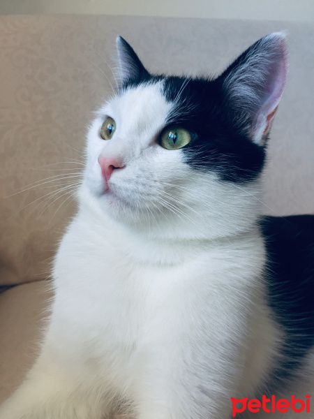 Tekir Kedi, Kedi  Haşmet fotoğrafı