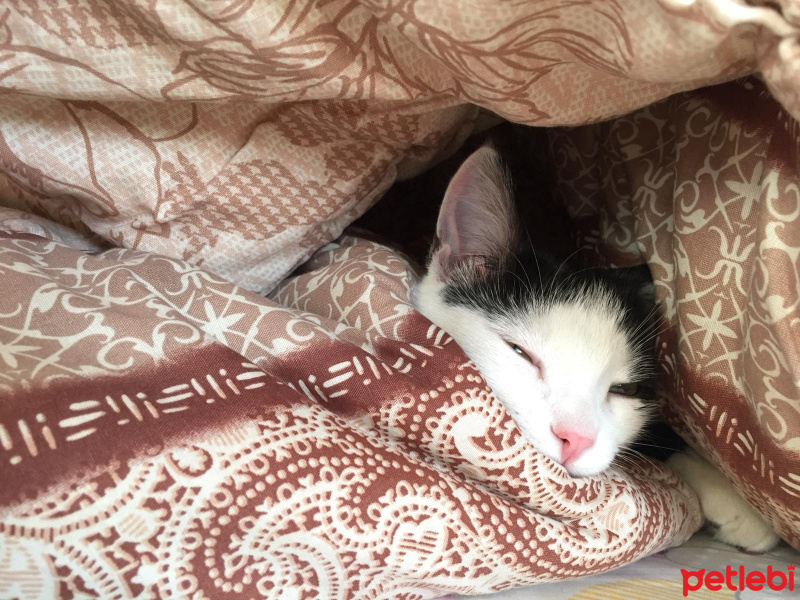 Tekir Kedi, Kedi  Haşmet fotoğrafı