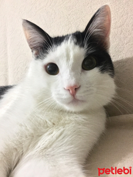 Tekir Kedi, Kedi  Haşmet fotoğrafı