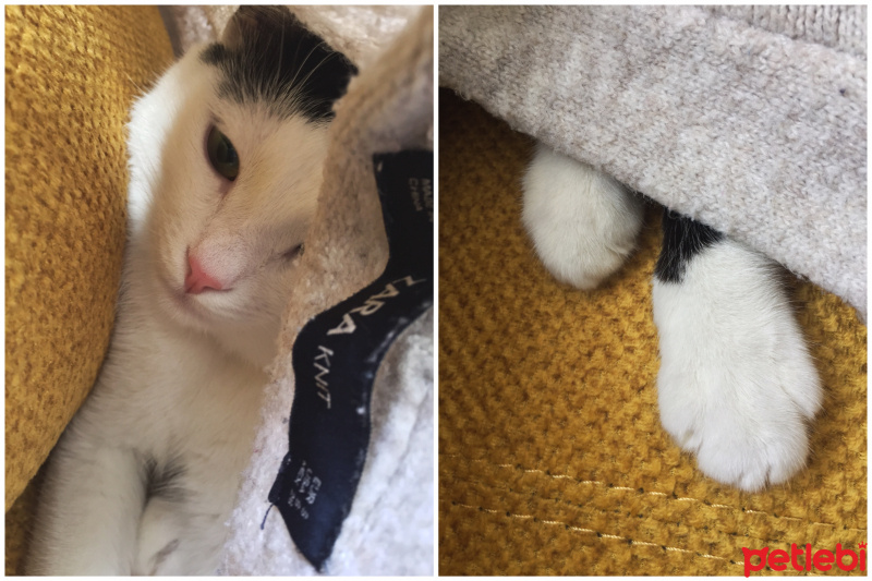 Tekir Kedi, Kedi  Haşmet fotoğrafı