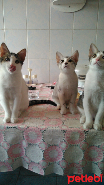Tekir Kedi, Kedi  sürpriz fotoğrafı