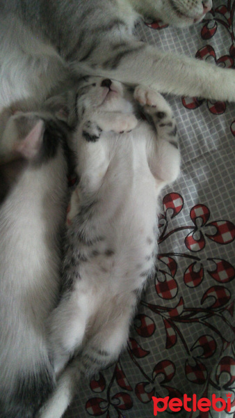 Tekir Kedi, Kedi  sürpriz fotoğrafı