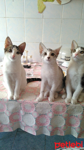 Tekir Kedi, Kedi  sürpriz fotoğrafı