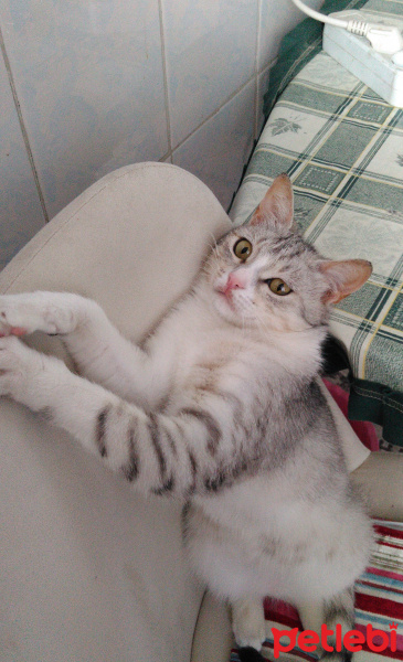 Tekir Kedi, Kedi  sürpriz fotoğrafı