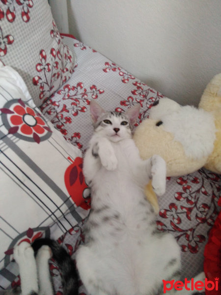 Tekir Kedi, Kedi  sürpriz fotoğrafı