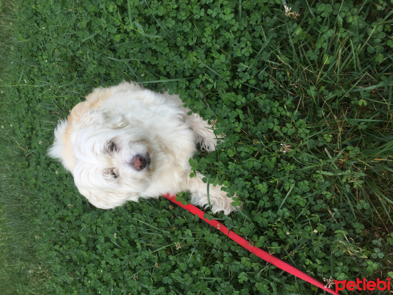 Maltese, Köpek  Tina fotoğrafı