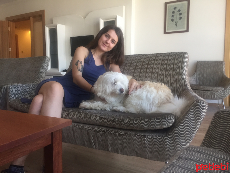 Maltese, Köpek  Tina fotoğrafı