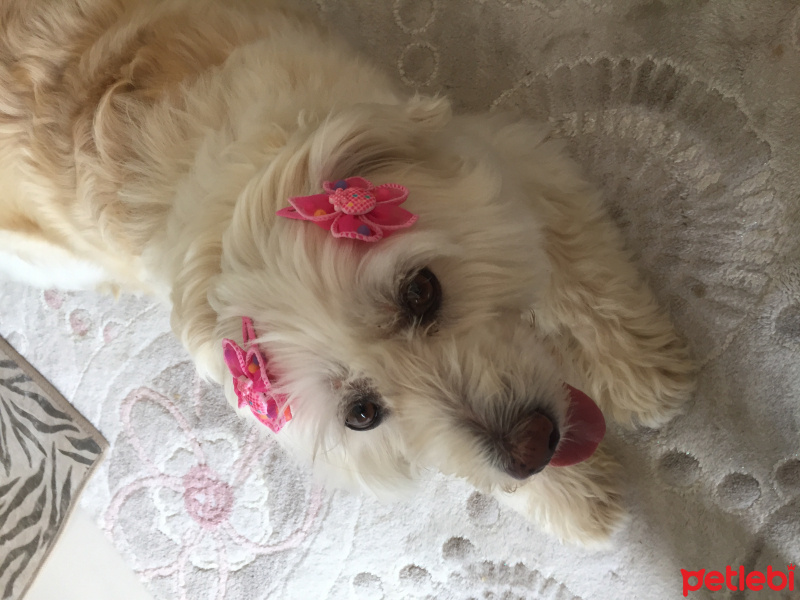 Maltese, Köpek  Tina fotoğrafı