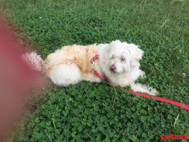 Maltese, Köpek  Tina fotoğrafı