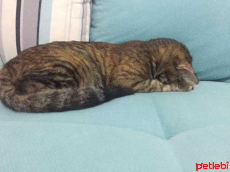 Tekir Kedi, Kedi  Şevket fotoğrafı