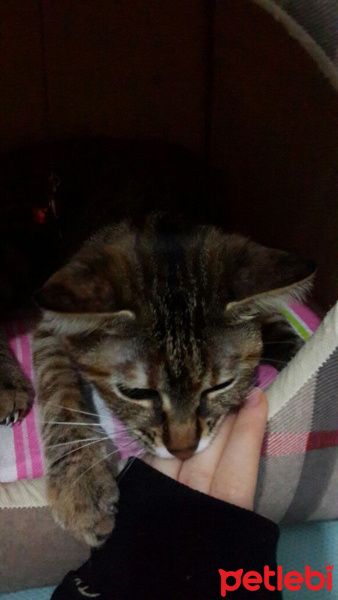 Tekir Kedi, Kedi  Şevket fotoğrafı