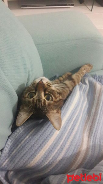 Tekir Kedi, Kedi  Şevket fotoğrafı