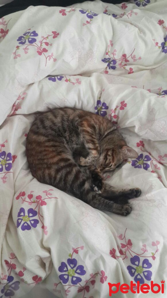 Tekir Kedi, Kedi  Şevket fotoğrafı