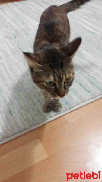 Tekir Kedi, Kedi  Şevket fotoğrafı