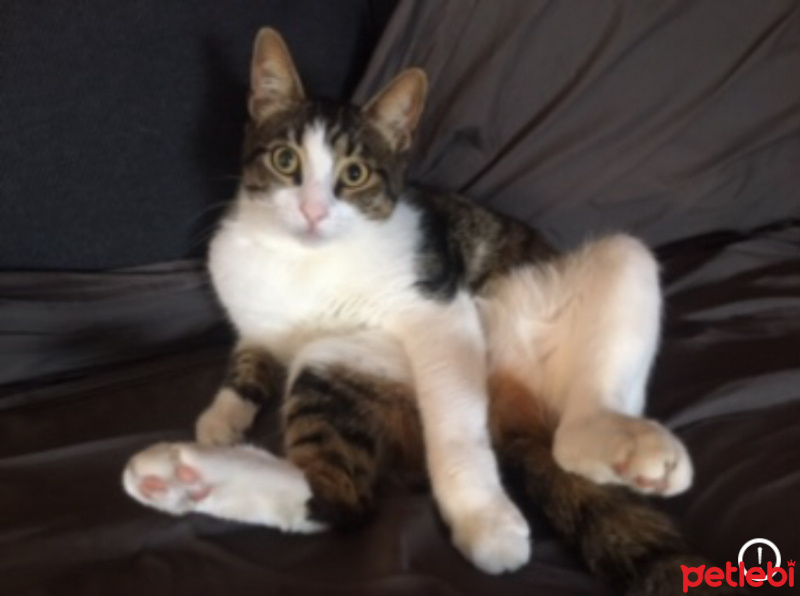 Tekir Kedi, Kedi  pusi fotoğrafı