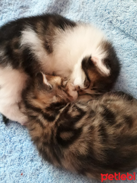 Tekir Kedi, Kedi  Mioş-Minnoş fotoğrafı