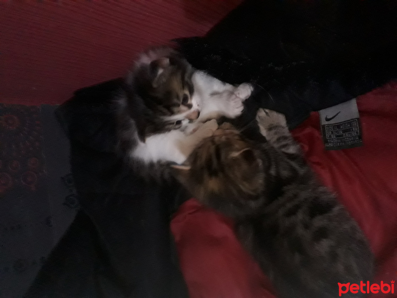Tekir Kedi, Kedi  Mioş-Minnoş fotoğrafı