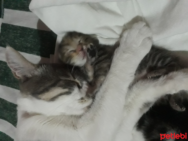 Tekir Kedi, Kedi  Mioş-Minnoş fotoğrafı