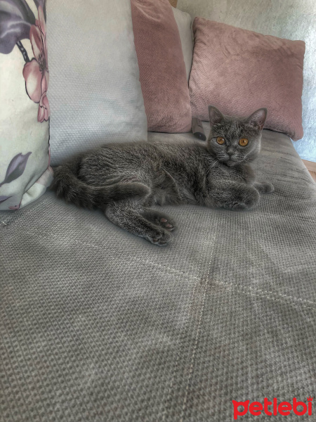 British Shorthair, Kedi  Paris fotoğrafı
