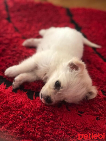 Maltese, Köpek  Carlos fotoğrafı