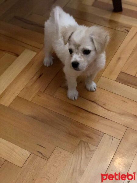 Maltese, Köpek  Carlos fotoğrafı