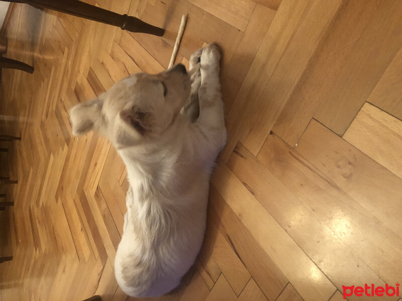 Maltese, Köpek  Carlos fotoğrafı