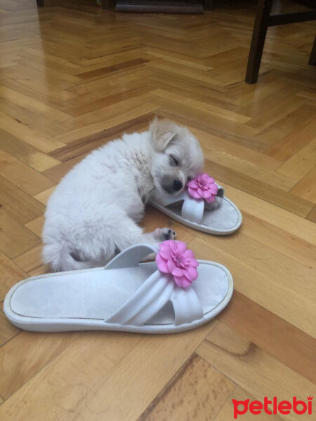 Maltese, Köpek  Carlos fotoğrafı