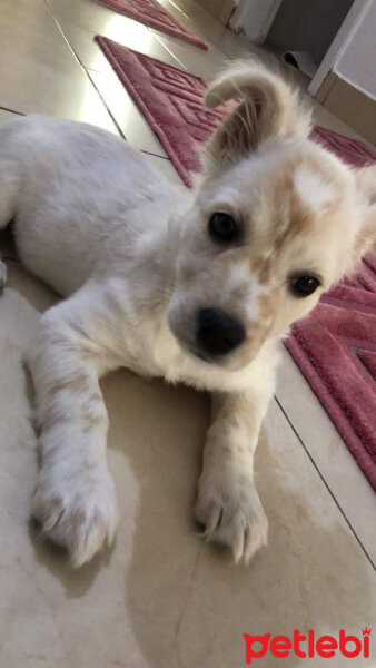 Maltese, Köpek  Carlos fotoğrafı