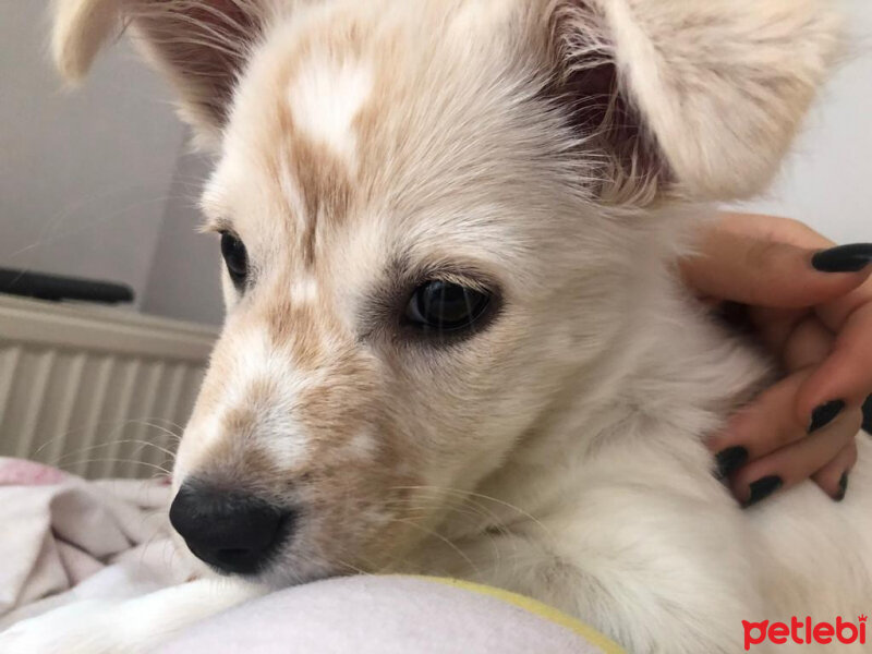 Maltese, Köpek  Carlos fotoğrafı