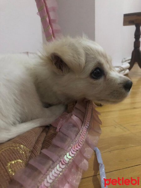 Maltese, Köpek  Carlos fotoğrafı