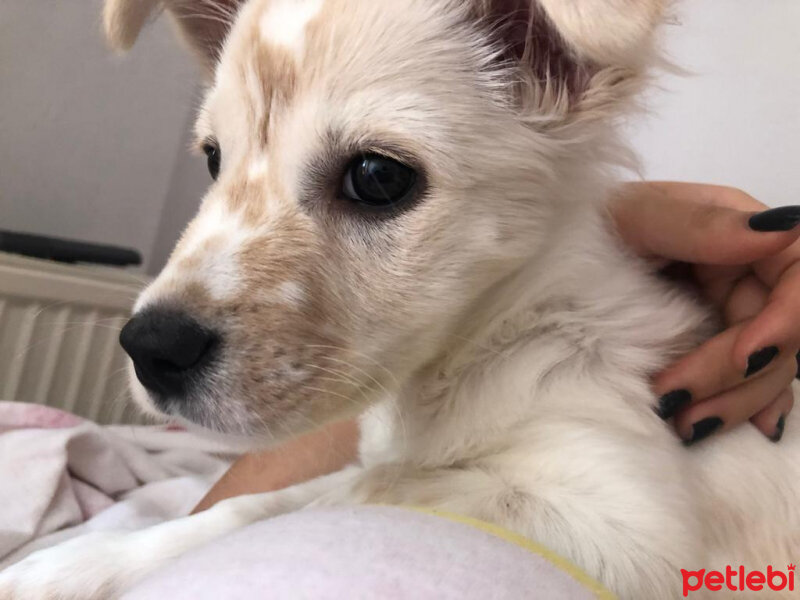 Maltese, Köpek  Carlos fotoğrafı