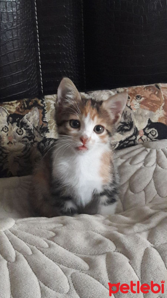 Tekir Kedi, Kedi  Sansli fotoğrafı
